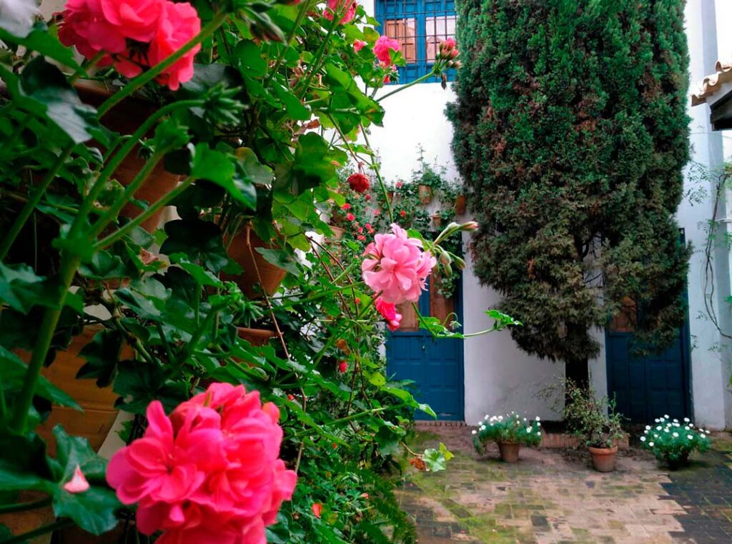Patio de los gatos
